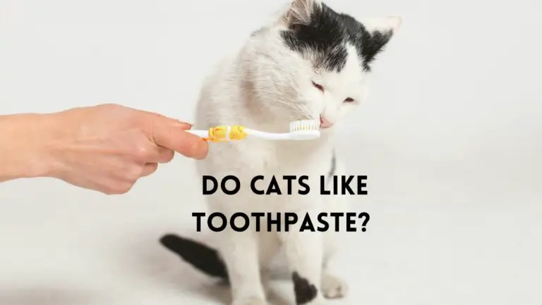 Do Cats Like Toothpaste? [Reasons Explained]
