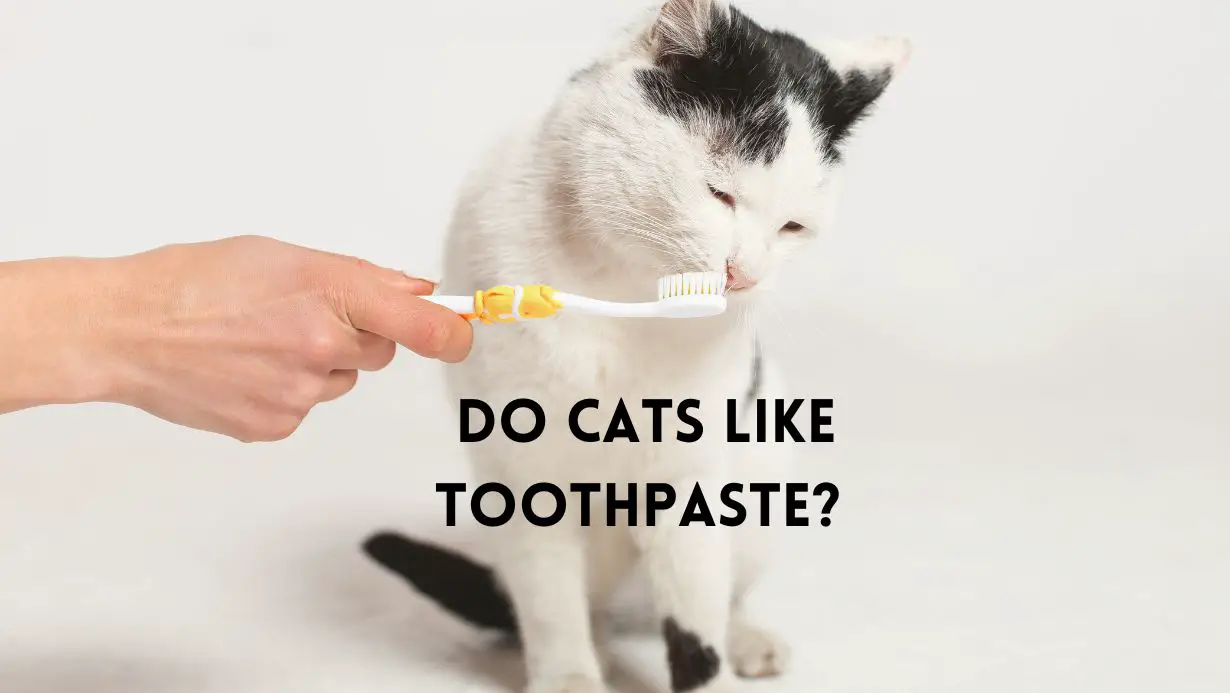 Do Cats Like Toothpaste