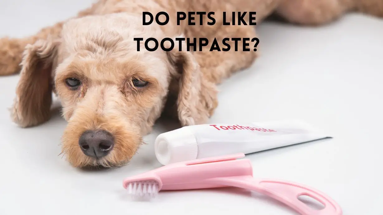 can dogs take toothpaste