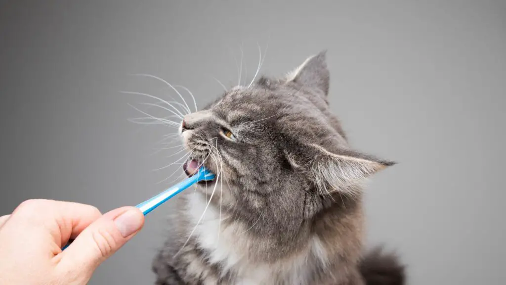 How To Make Cat Toothpaste
