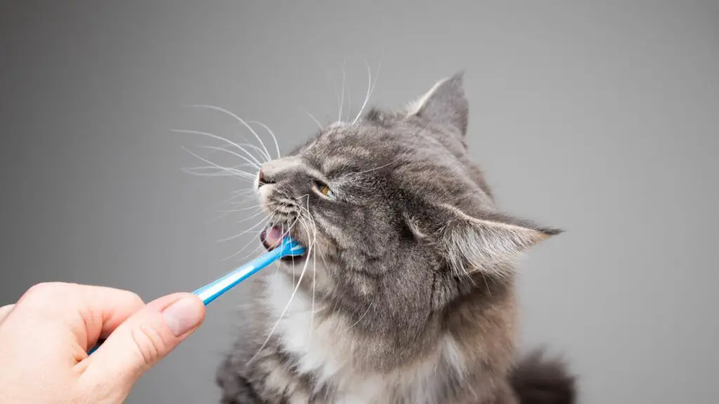 How To Make Cat And Dog Toothpaste DIY? Power Tooth Paste