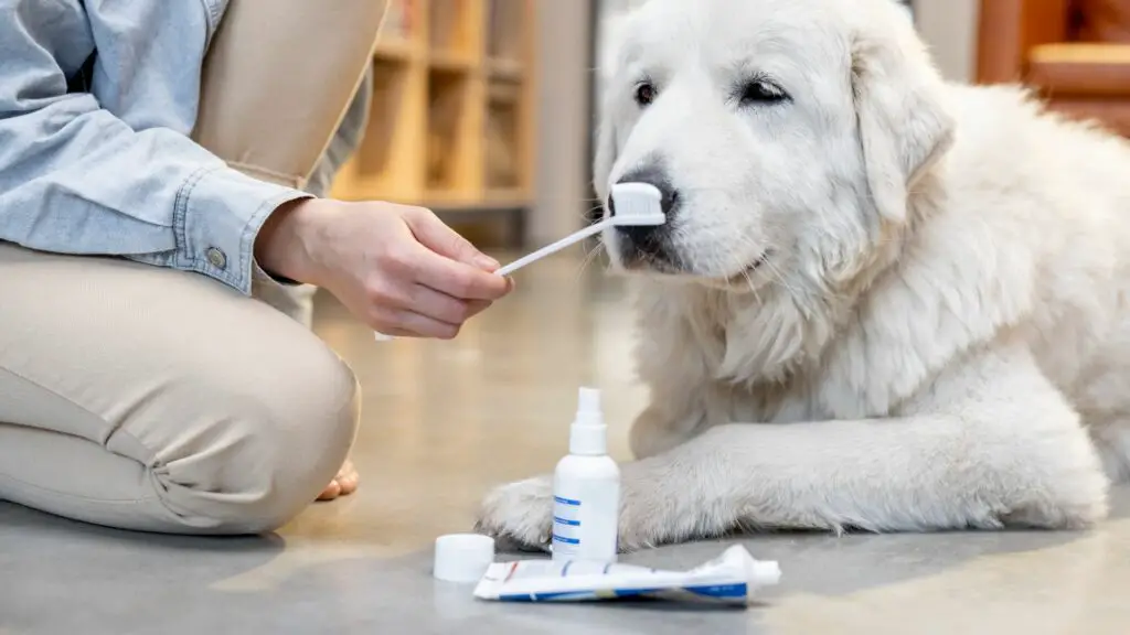 How To Make Dog Toothpaste