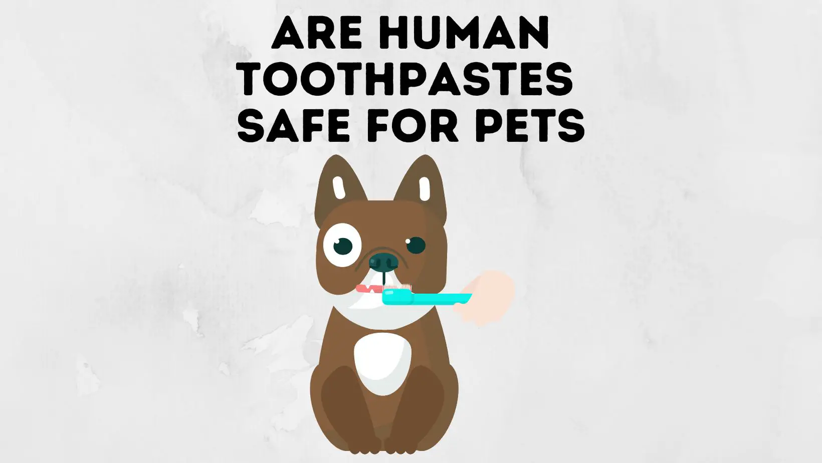 Are Human Toothpaste Safe For Pets
